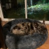 CAMA PARA MASCOTAS 60x60 CALIDAD SUPERIOR